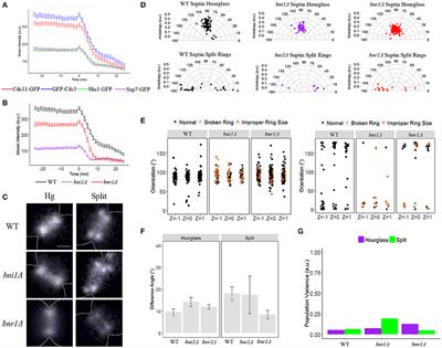 Analysis of Septin Reorganization at Cytokinesis Using Polarized Fluorescence Microscopy